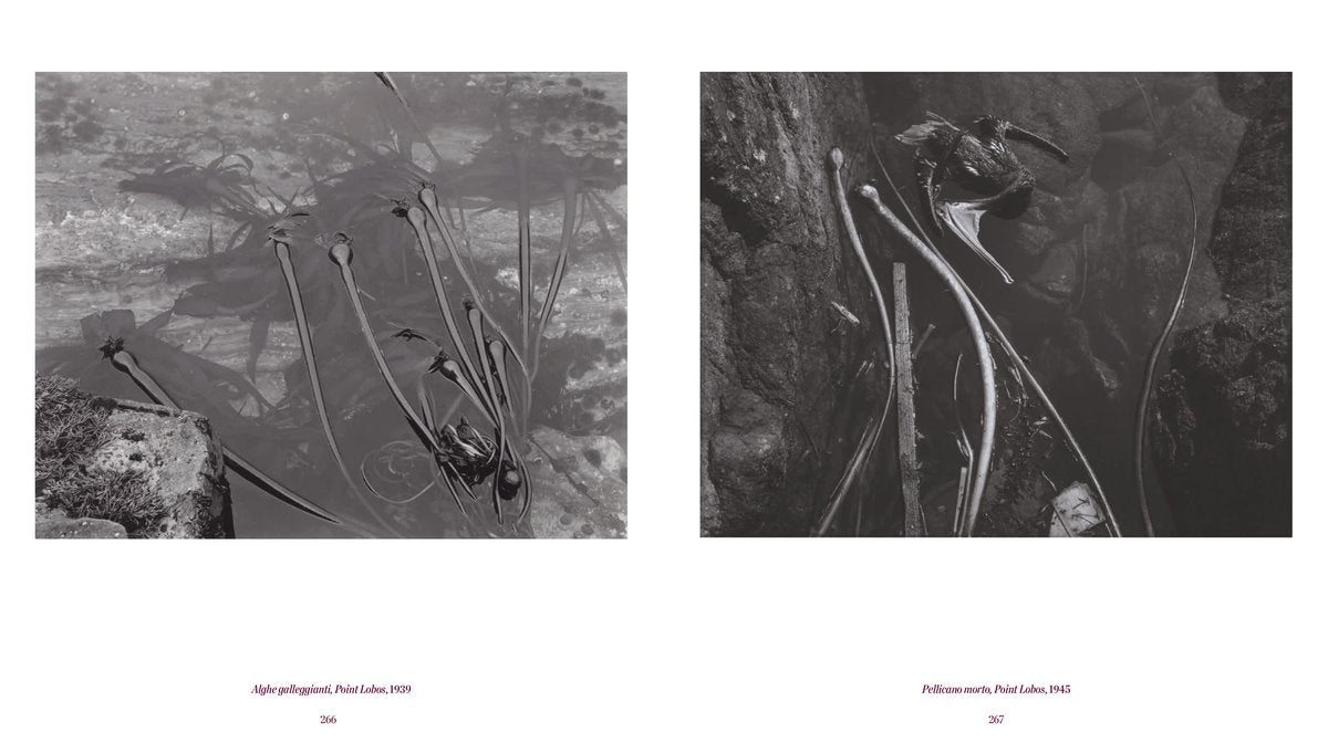 EDWARD WESTON | LA MATERIA DELLE FORME