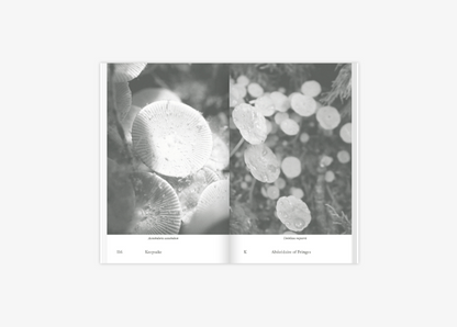 ABÉCÉDAIRE OF FRINGES