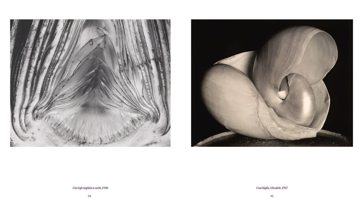 EDWARD WESTON | LA MATERIA DELLE FORME