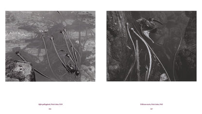 EDWARD WESTON | LA MATERIA DELLE FORME