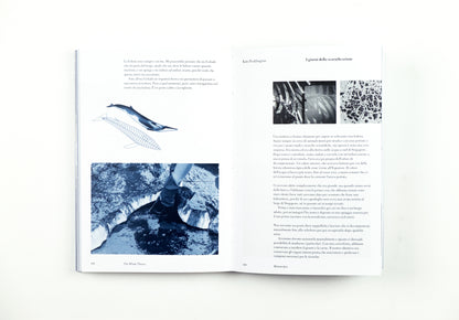 THE WHALE THEORY | CLAUDIA LOSI